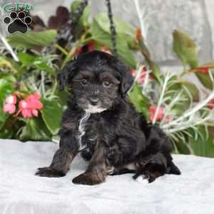 Riley, Yorkie Poo Puppy